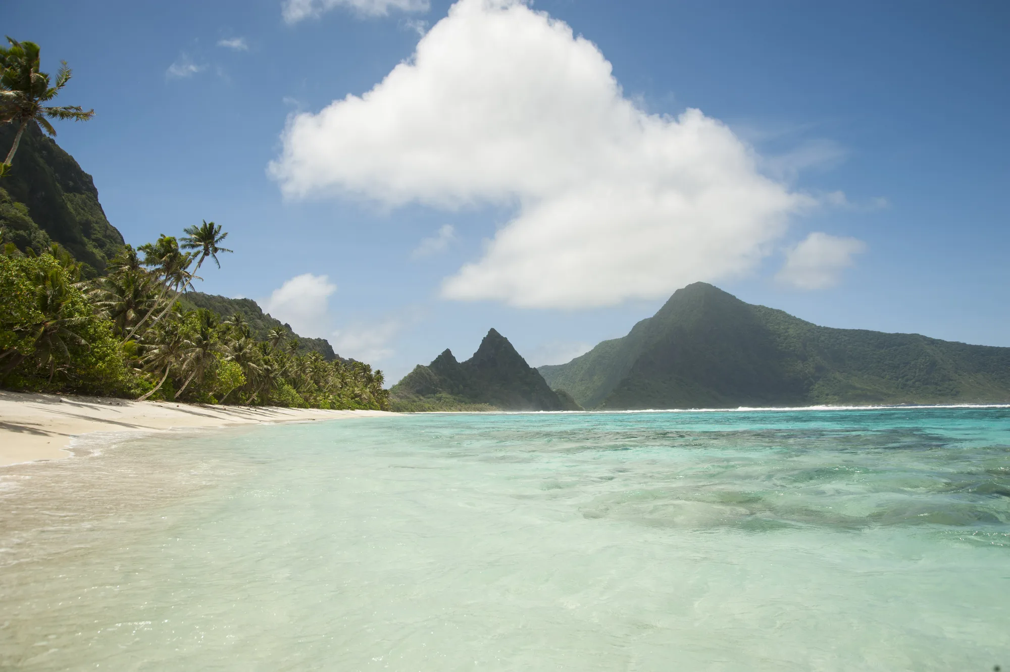 Dense tropical rainforest canopy in the National Park of American Samoa