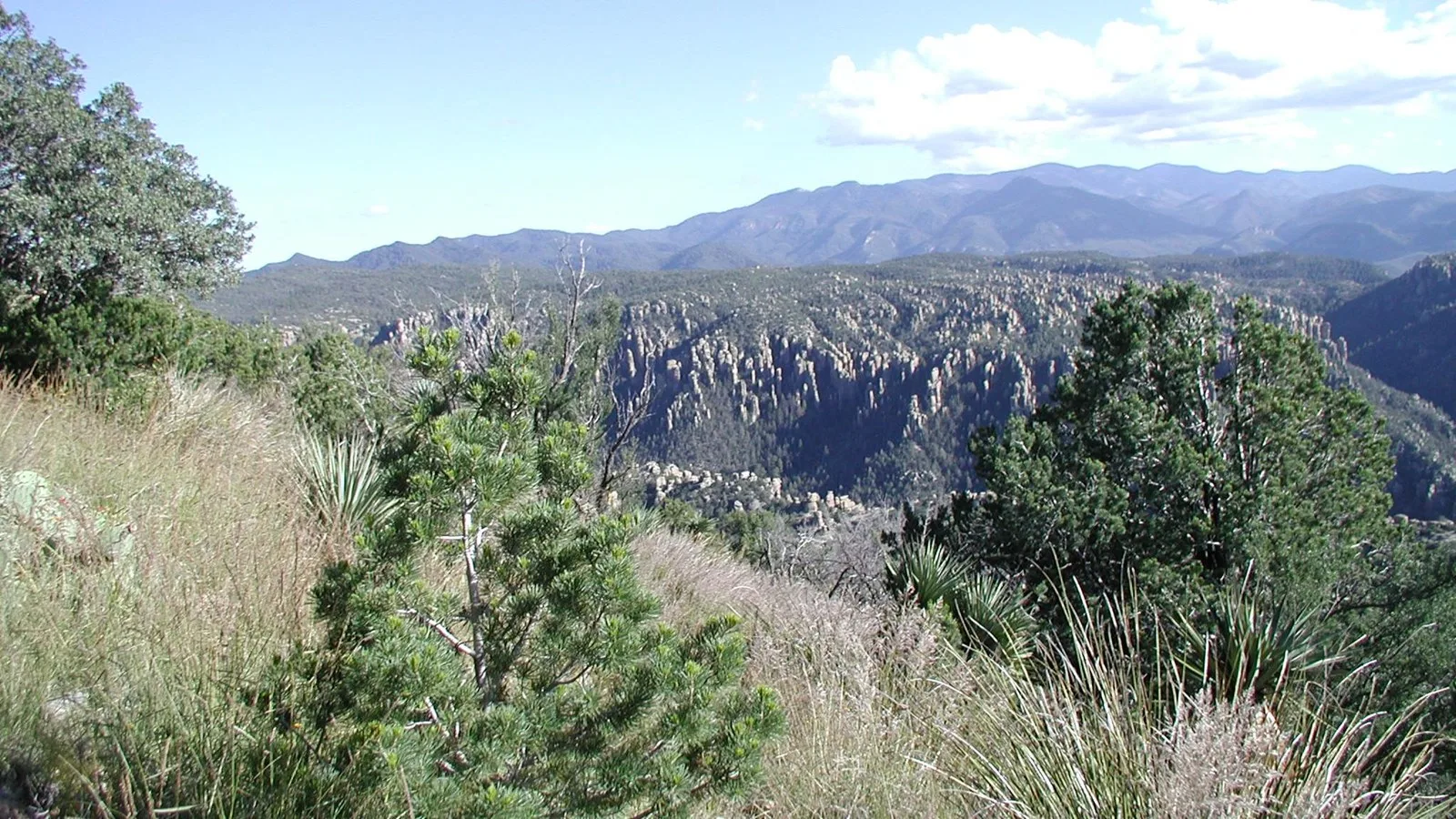 View from Sugarloaf Mountain over pine forest and rhyolite pinnacles toward the Chiricahua Mountains