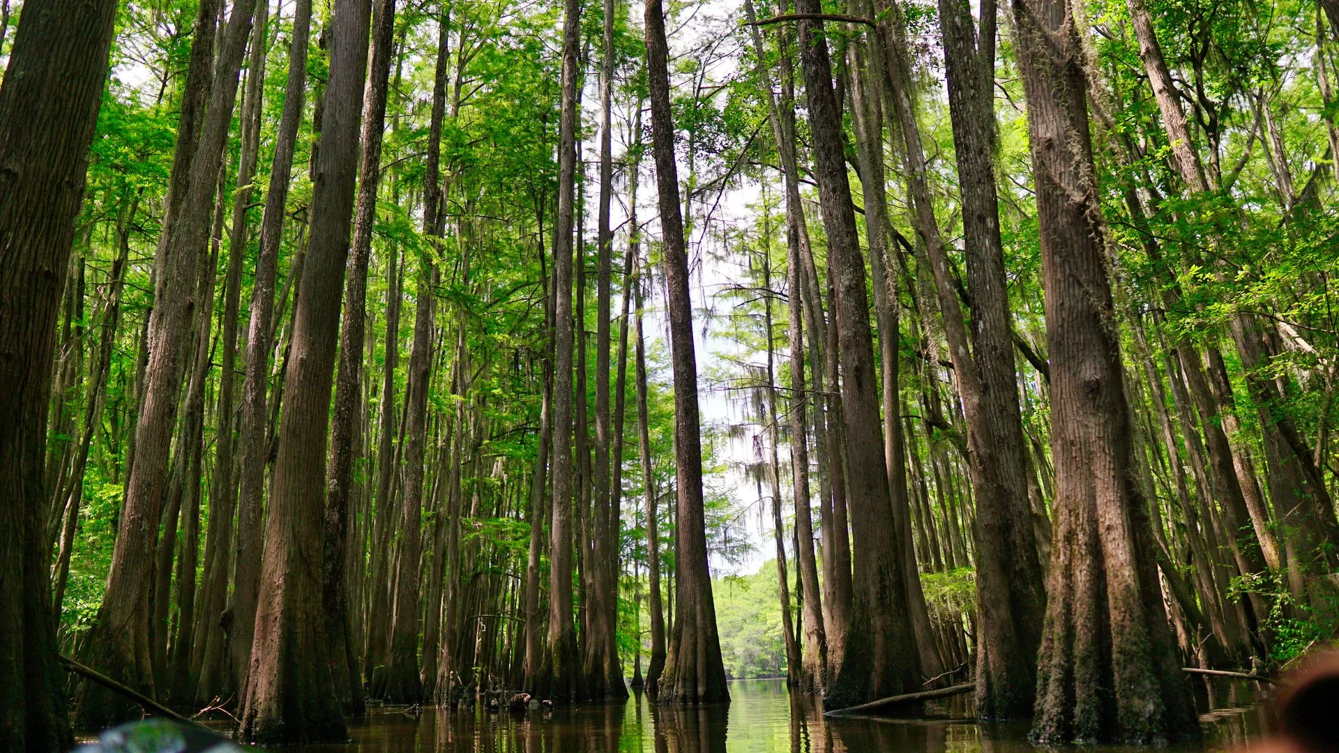 Old-growth floodplain forest at Congaree National Park, South Carolina