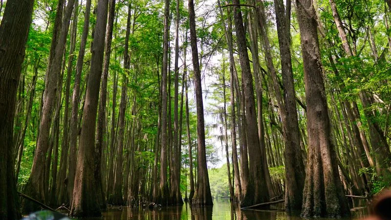 Bald cypress trees along Cedar Creek at Congaree National Park, South Carolina