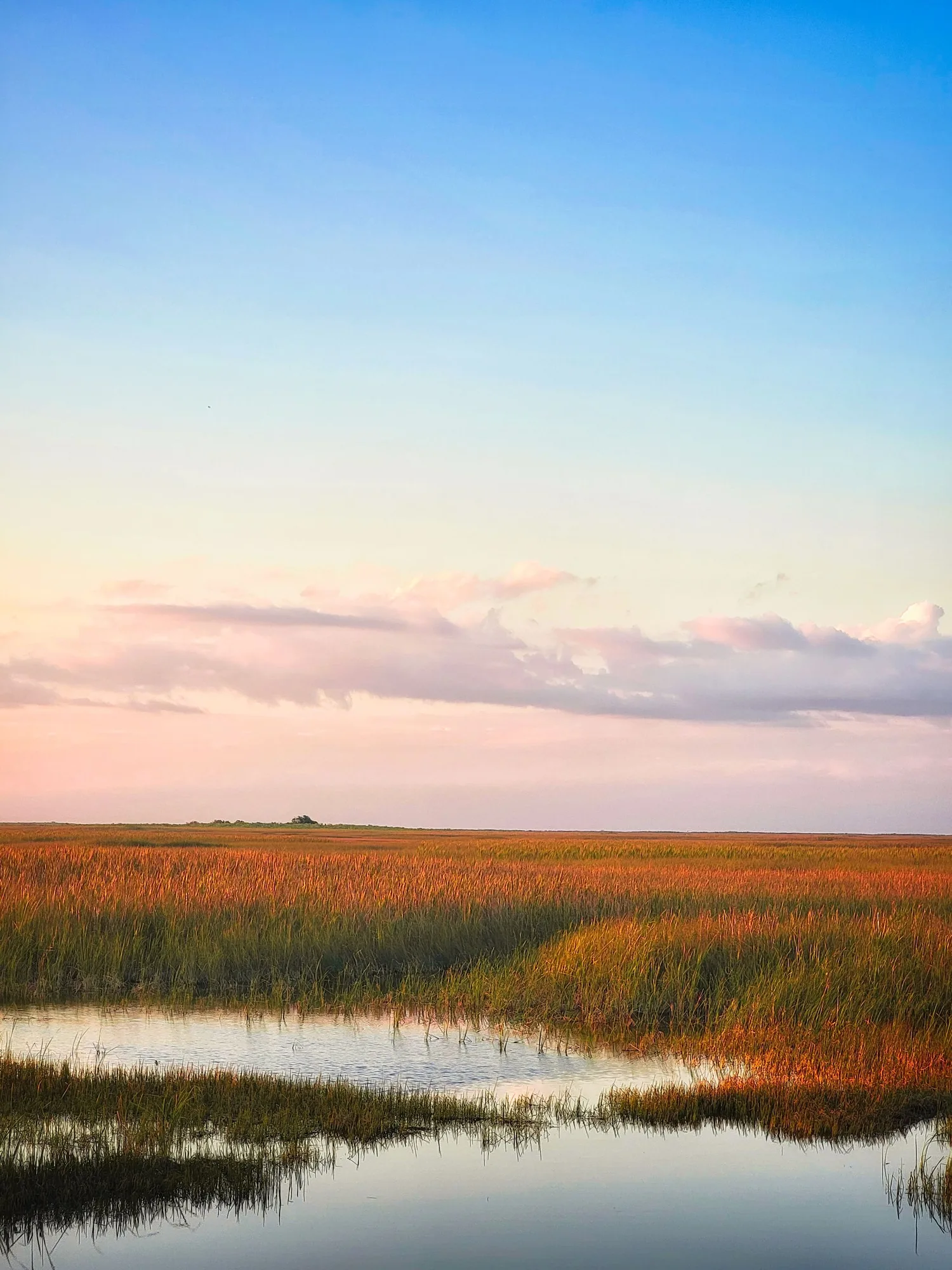 Sawgrass wetland at dusk, Everglades National Park