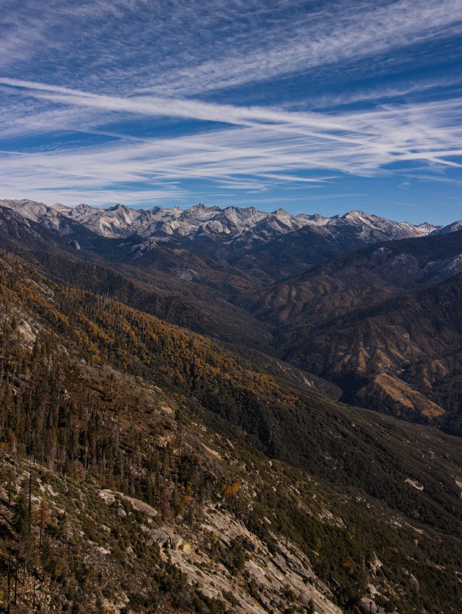 Sequoia forest terrain, Kings Canyon National Park