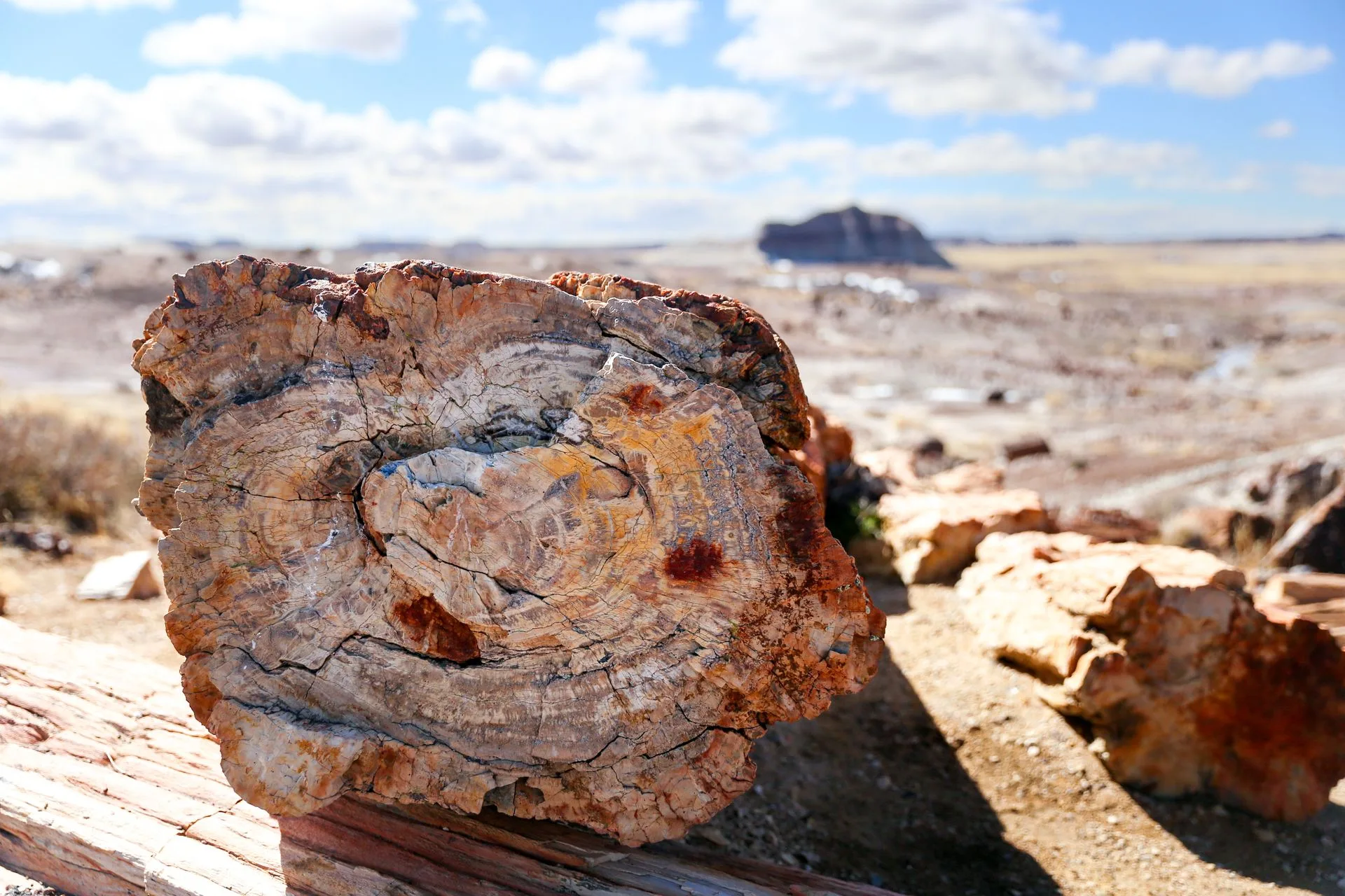 Petrified wood formations at Petrified Forest National Park, Arizona