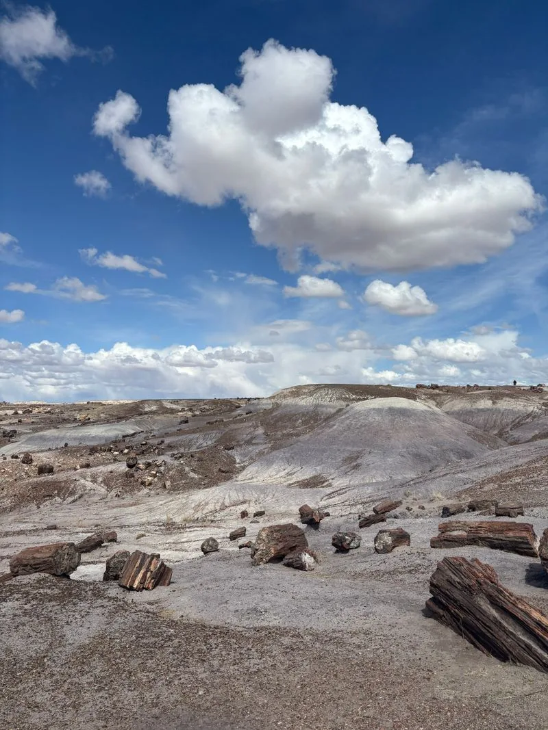 Petrified log cross-section showing fossilized wood cells at Petrified Forest National Park