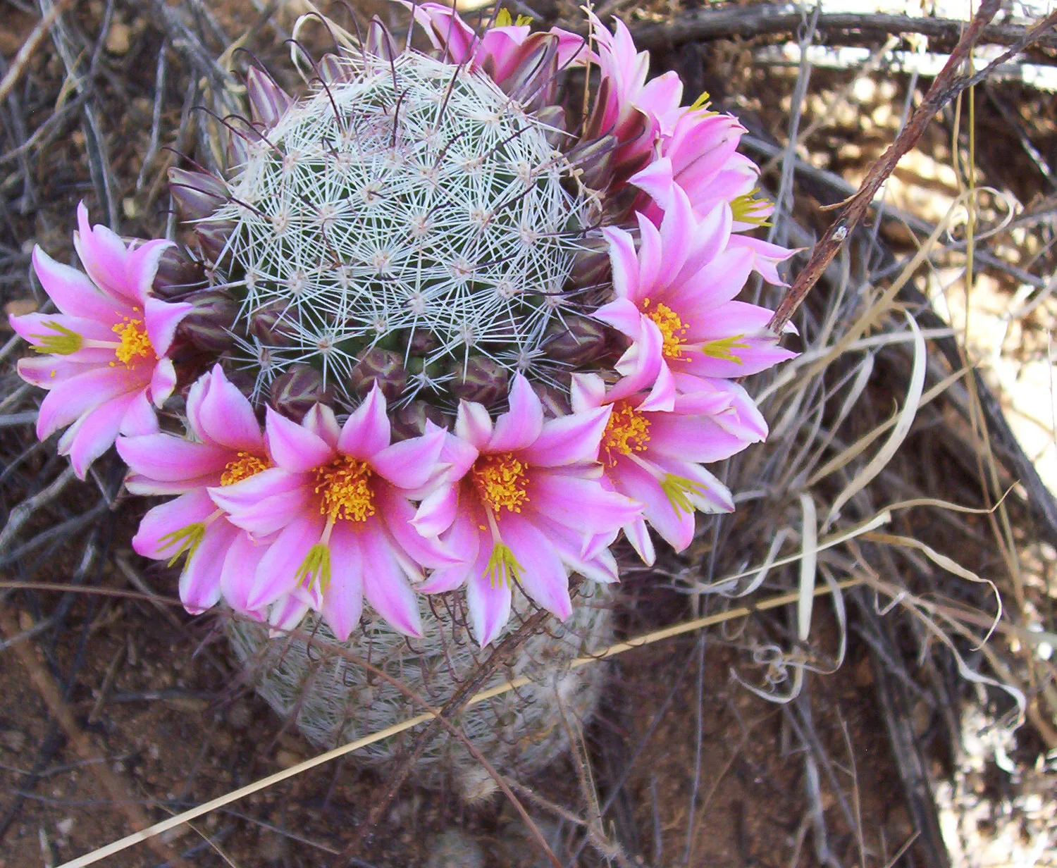 Dense stand of saguaro cacti, Saguaro National Park