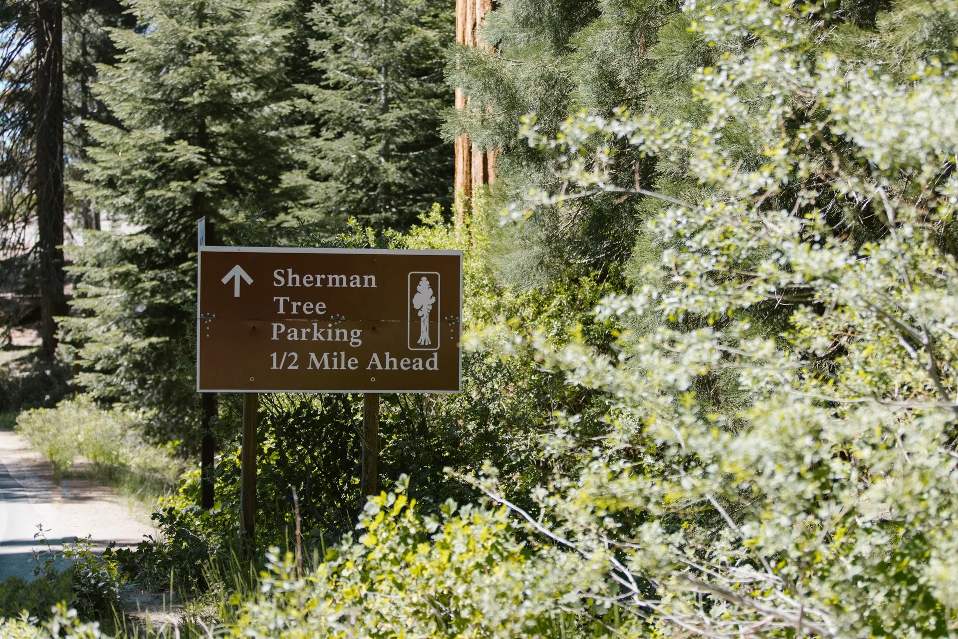 Sequoia grove terrain along Crescent Meadow Road, Sequoia National Park